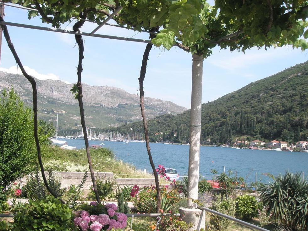 Guest house House Knezevic 3*